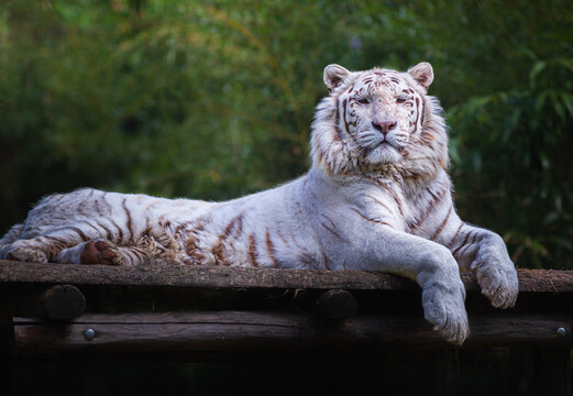 A white tiger lying on a wooden platform looks at you peacefully