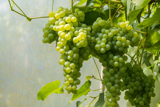 Ripe bunch of white grapes in a greenhouse