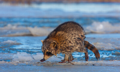 Eastern racoon on the ice. Edwin B. Forsythe National Wildlife Refuge, New Jersey, USA. © Yan