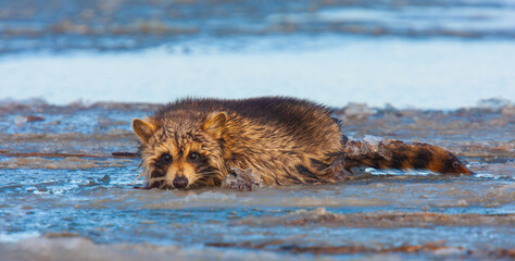 Eastern racoon swimming in the icy water. Edwin B. Forsythe National Wildlife Refuge, New Jersey, USA. © Yan