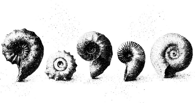 Ammonite fossil spiral shell stipple drawings set with detailed coils for geological poster background and paleontology design