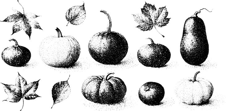 Assorted autumn pumpkins gourds and leaves vintage stippled botanical collection for thanksgiving background pattern and seasonal label design with natural textures