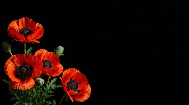 Remembrance day poppies