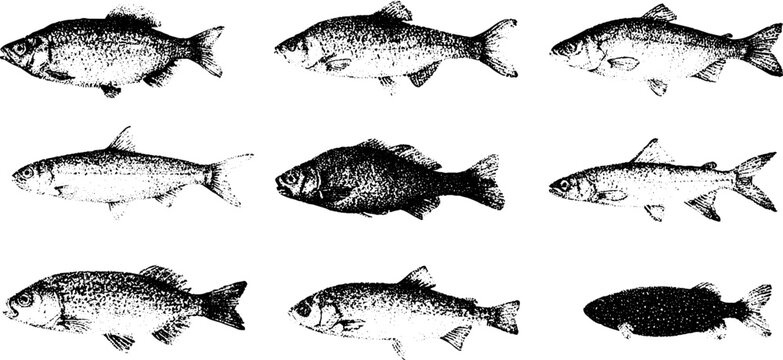 Baitfish and forage species set in engraved vintage style for marine identification guide poster and background design