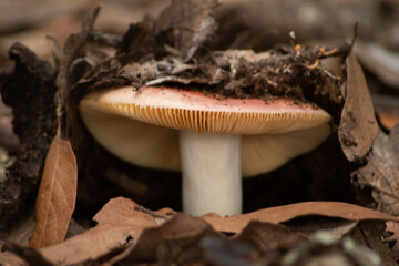 Hongo, Seta © Eduardo
