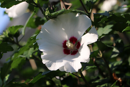 White Rose Of Sharon Hibiscus Flower Crimson Center Blooming Tree
