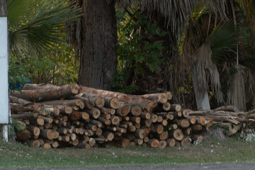 madera © Eduardo