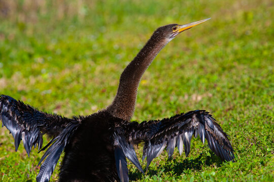 Male Anhinga. Everglades National Park, Florida, USA.