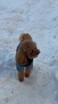 Small brown poodle in blue winter coat pausing on snowy path midsequence showing brief lifted paw