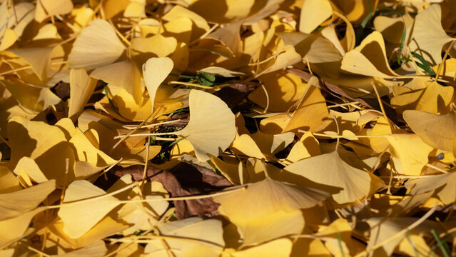 Golden Autumn Ginkgo Leaf Carpet On The Ground In Bright Sunlight