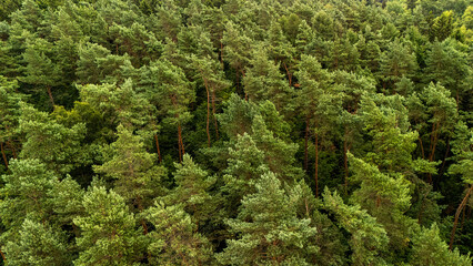 Aerial top down view of dense green pine tree canopy © Quality by Simon