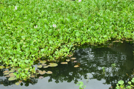 Common Water Hyacinth Plants with White Flowers Blooming in Pond