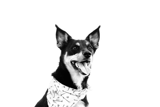 Happy black and white rescue dog wearing a patterned bandana against a white background