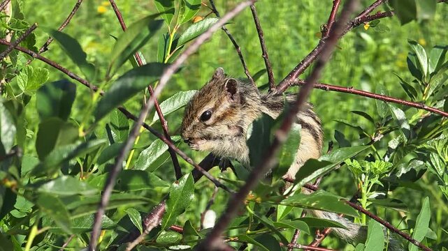 Little chipmunk eating a nut while perching on a tree branch in a lush green summer forest, a cute wild rodent enjoying a meal in its natural woodland habitat