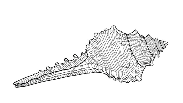Detailed black and white sketch of an elongated spindle conch shell featuring intricate texture lines and a spiky body.
