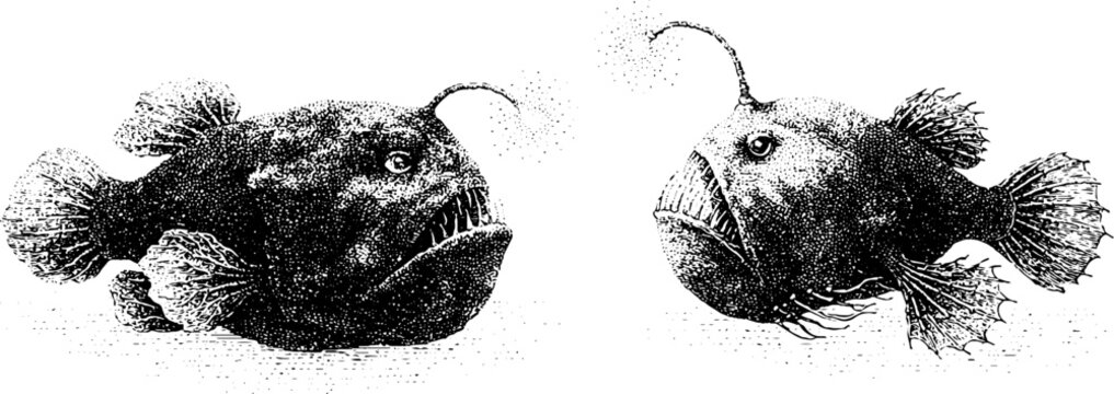 Deep sea anglerfish ink engraving set with glowing lure and stipple texture for marine biology print and vintage natural history design