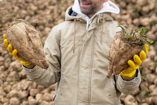 Young farmer holding fresh sugar beets, standing in harvested field, proud expression, autumn harvest, agricultural success, organic farming, rural life, seasonal manual work, agricultural pride