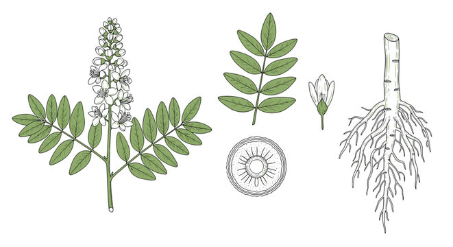 Botanical illustration showing licorice root plant parts, including leaves, flowers, root, and cross-section.