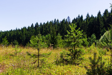 Young spruce trees standing on a vibrant sunny meadow, with a dense lush coniferous forest sprawling in the background on a clear bright summer day © PhotoChur