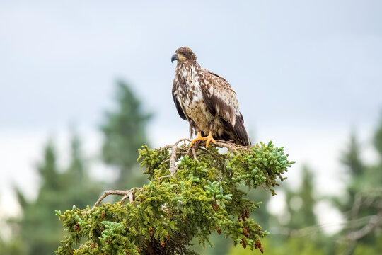 Immature bald eagle on white spruce tree