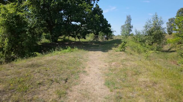 Barnack Hills and Holes, UK - 11 June 2026: Walking toward, and under an ancient tree full of character, before turning into Barnack forest and walking toward it in hot summer sun
