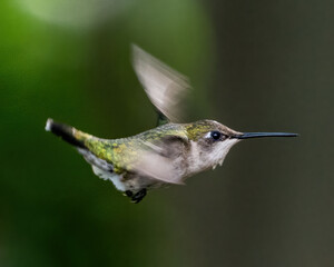 Ruby Throat Hummingbird at a feeder © William