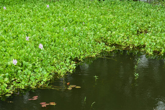 Common Water Hyacinth Plants with White Flowers Blooming in Pond