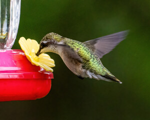 Ruby Throat Hummingbird at a feeder © William