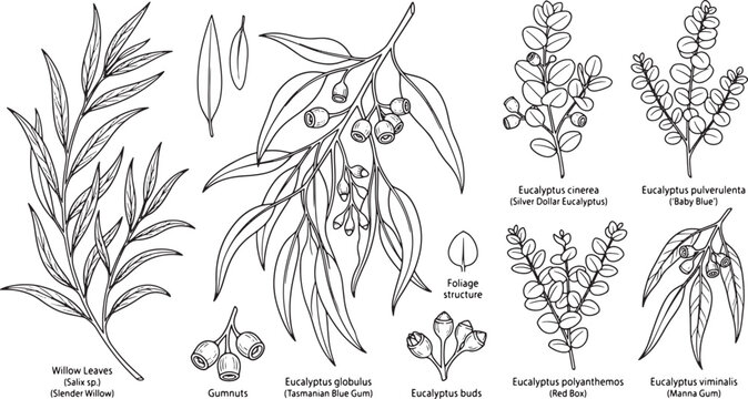 Botanical illustration set of various eucalyptus species and willow leaves in a detailed black line art style