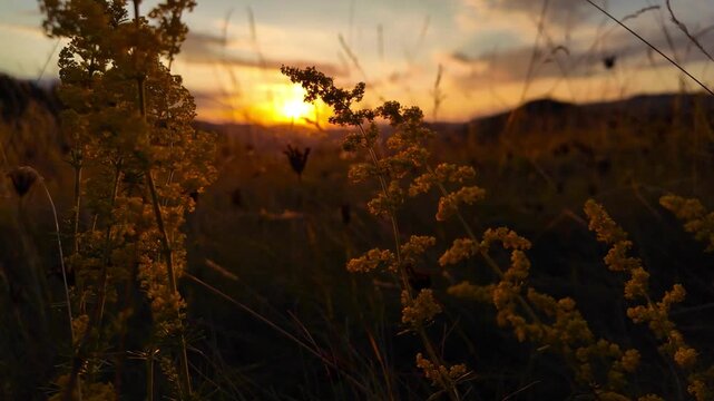 Summertime golden colors on meadow flowers.