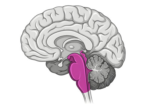 Highlighted human brain with pituitary gland