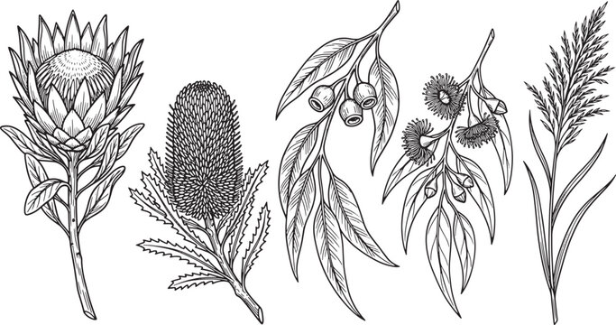 Hand drawn Australian native flora set featuring protea banksia and eucalyptus branches in black and white ink