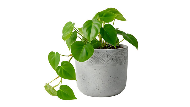 IA generated image of a heartleaf philodendron houseplant trailing from a grey ceramic pot, isolated on a white background.