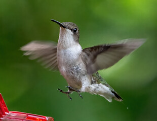 Ruby Throat Hummingbird at a feeder © William