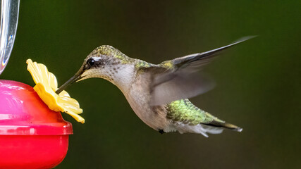 Ruby Throat Hummingbird at a feeder © William