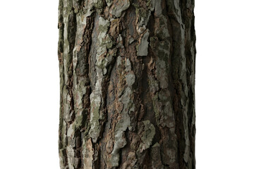 Fototapeta premium Tree trunk with rough bark texture on transparent background, showing natural growth and organic patterns