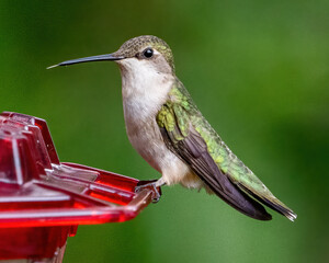 Ruby Throat Hummingbird at a feeder © William