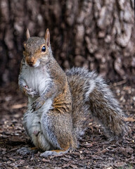 Squirrel looking at the camera © William