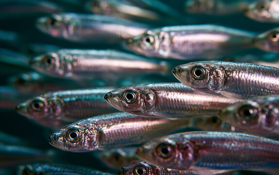 School of small, shimmering silver fish swimming together in clear blue water, aquatic life