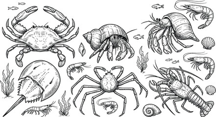 Vintage crustacean set with crab hermit crab lobster shrimp horseshoe crab spider crab line art vector illustration. © ARNIKA ISLAM