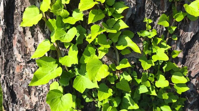 Green ivy leaves and vines creeping on pine tree trunk in a sunny forest while swaying gently in the wind creating a natural and textured background of botanical beauty
