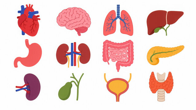 Human Anatomy Icons: Heart, Brain, Lungs, Liver, Stomach, Kidneys, Intestines, Pancreas, Gallbladder, Bladder