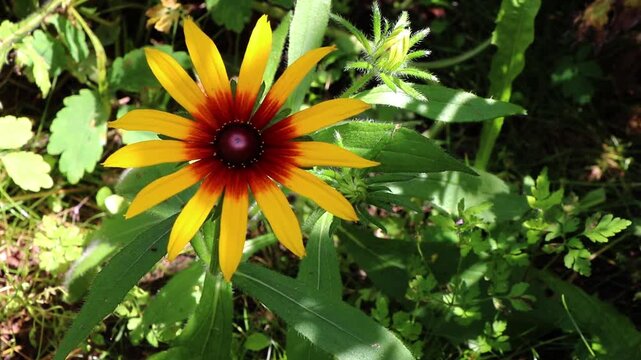 Rudbeckia (Black-Eyed Susan)  touched by sun and shade