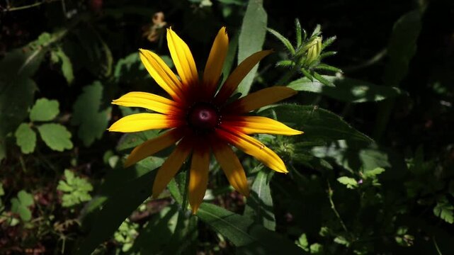 Rudbeckia (Black-Eyed Susan)  touched by sun and shade
