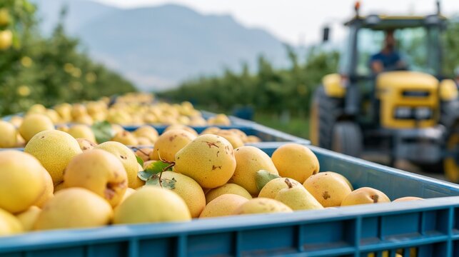 Large plastic bulk containers filled with harvested yellow pears lined up beside a tractor in an orchard under bright midday light
