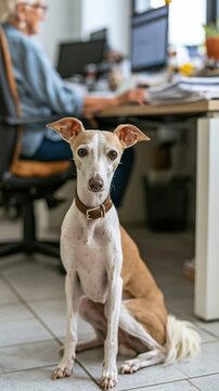 Italian Greyhound sitting under an office desk, looking up at the camera with a senior woman working on a computer in the background