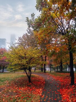 Misty Autumn Park Pathway with Cityscape