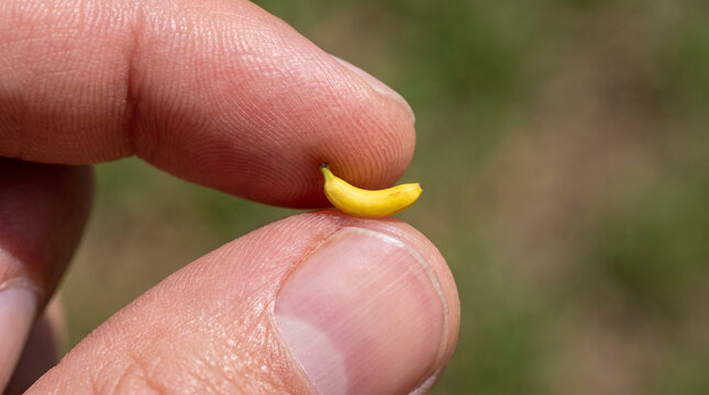 Macro photography of a hand holding an incredibly tiny nano banana between two fingers against a blurred green background. Humorous concept of miniature food and genetic alteration.