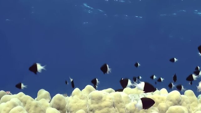 A lively group of fish glides gracefully through stunning coral formations, creating a mesmerizing show of colors. Discover the beauty of underwater life as the ocean glimmers in the sunlight.