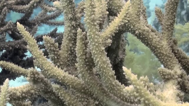 Explore the enchanting underwater world where healthy corals dance in the gentle current. Rich textures and colors create a breathtaking landscape as marine life thrives in harmony beneath the waves.